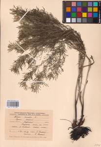 Горицвет весенний, Адонис весенний L., Восточная Европа, Центральный лесостепной район (E6) (Россия)