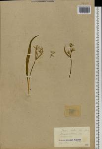 Гусиный лук желтый (L.) Ker Gawl., Восточная Европа, Южно-Украинский район (E12) (Украина)