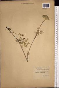 Жабрица скученная (L.) Rchb.fil., Сибирь, Якутия (S5) (Россия)