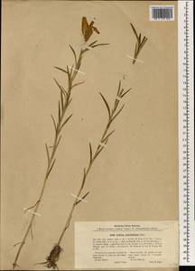Lilium concolor var. partheneion (Siebold & de Vriese) Baker, Зарубежная Азия (ASIA) (КНР)