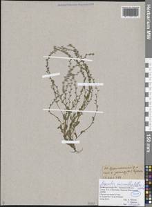 Незабудка прямостоячая Link ex Roem. & Schult., Восточная Европа, Волжско-Камский район (E7) (Россия)