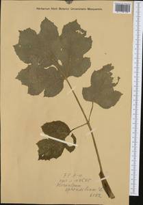 Борщевик обыкновенный L., Западная Европа (EUR)