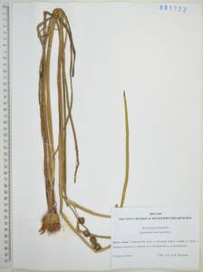 Ежеголовник всплывающий, Ежеголовник всплывший Rehmann, Сибирь, Дальний Восток (S6) (Россия)