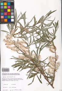 Ива прутовидная, Ива корзиночная L., Восточная Европа, Московская область и Москва (E4a) (Россия)