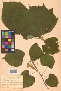 Липа маньчжурская Rupr. & Maxim., Сибирь, Дальний Восток (S6) (Россия)