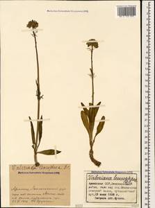 Валериана пепельно-серая DC., Кавказ, Армения (K5) (Армения)