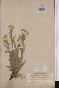 Cynoglossum cheirifolium, Западная Европа (EUR) (Франция)