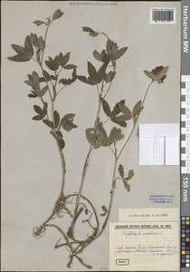 Клевер средний L., Восточная Европа, Средневолжский район (E8) (Россия)