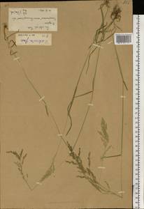 Мятлик обыкновенный L., Восточная Европа, Нижневолжский район (E9) (Россия)