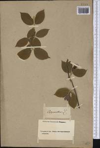 Calycanthus floridus L., Америка (AMER) (Неизвестно)