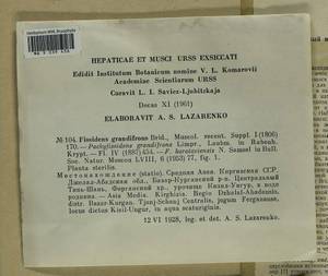 Fissidens grandifrons Brid., Гербарий мохообразных, Мхи - Средняя Азия и Казахстан (B16) (Киргизия)