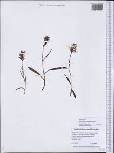Пальчатокоренник холодолюбивый (Schltr.) Holub, Восточная Европа, Северный район (E1) (Россия)