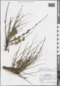 Терескен хохолковый (L.) Gueldenst., Восточная Европа, Средневолжский район (E8) (Россия)