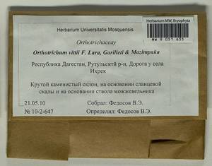 Orthotrichum vittii F. Lara, Garilleti & Mazimpaka, Гербарий мохообразных, Мхи - Северный Кавказ и Предкавказье (B12) (Россия)