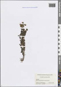 Coronilla orientalis Mill., Кавказ, Краснодарский край и Адыгея (K1a) (Россия)