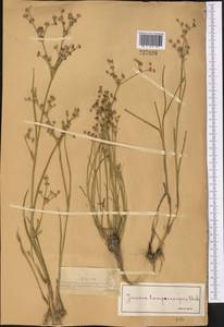 Ситник членистый L., Средняя Азия и Казахстан, Джунгарский Алатау и Тарбагатай (M5) (Казахстан)