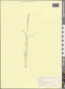 Пырейник, Кавказ, Дагестан (K2) (Россия)