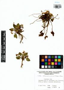 Viola alexandrowiana (W. Becker) Juz., Сибирь, Прибайкалье и Забайкалье (S4) (Россия)