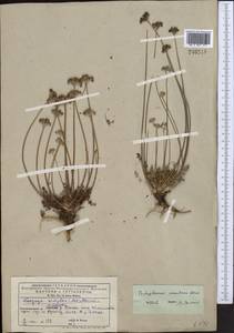 Окаймленноплодник белоокаймленный (Schrenk) Pimenov & Lavrova, Средняя Азия и Казахстан, Западный Тянь-Шань и Каратау (M3) (Киргизия)