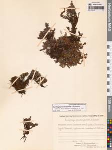 Камнеломка аянская (Sipliv.) Vorosch., Сибирь, Чукотка и Камчатка (S7) (Россия)