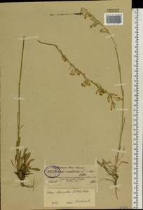 Смолевка зеленоцветковая (Willd.) Ehrh., Восточная Европа, Северо-Западный район (E2) (Россия)