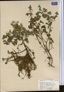 Helosciadium nodiflorum subsp. nodiflorum, Средняя Азия и Казахстан, Памир и Памиро-Алай (M2) (Узбекистан)