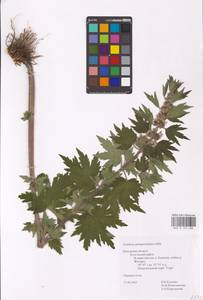 MHA 0 154 686, Пустырник пятилопастный Gilib., Восточная Европа, Центральный район (E4) (Россия)