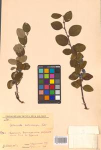 Кизильник рыхлоцветковый (J.Jacq.) Lindl., Восточная Европа, Восточный район (E10) (Россия)