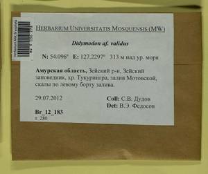 Didymodon validus Limpr., Гербарий мохообразных, Мхи - Дальний Восток (без Чукотки и Камчатки) (B20) (Россия)