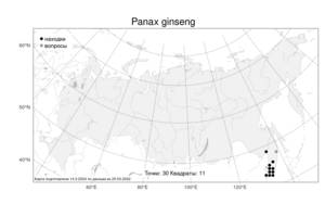 Panax ginseng, Женьшень настоящий C. A. Mey., Атлас флоры России (FLORUS) (Россия)