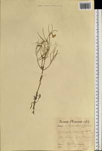 Желтушник развесистый Ehrh., Сибирь, Западный (Казахстанский) Алтай (S2a) (Казахстан)