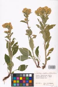 Solidago virgaurea subsp. minuta (L.) Arcang., Восточная Европа, Западно-Украинский район (E13) (Украина)