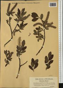 Salix lapponum subsp. lapponum, Западная Европа (EUR) (Австрия)