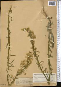 Мелколепестник канадский L., Средняя Азия и Казахстан, Джунгарский Алатау и Тарбагатай (M5) (Казахстан)