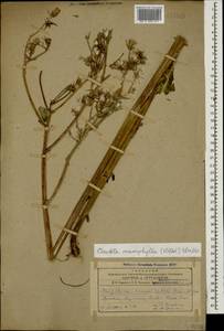 Lactuca macrophylla subsp. macrophylla, Кавказ, Армения (K5) (Армения)