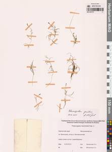 Рдест маленький L., Сибирь, Чукотка и Камчатка (S7) (Россия)