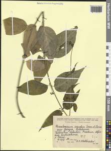 Ластовень лазящий Sommier & Levier, Кавказ, Грузия (K4) (Грузия)