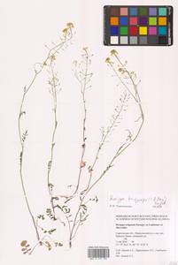 Жерушник короткоплодный (C.A.Mey.) Hayek, Восточная Европа, Нижневолжский район (E9) (Россия)