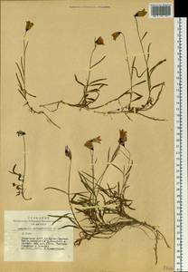 Колокольчик круглолистный L., Сибирь, Алтай и Саяны (S2) (Россия)