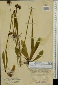 Ястребиночка зонтиковидная, Восточная Европа, Московская область и Москва (E4a) (Россия)