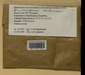 Anoectangium aestivum (Hedw.) Mitt., Гербарий мохообразных, Мхи - Северный Кавказ и Предкавказье (B12) (Россия)