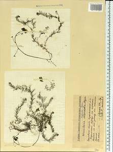 Utricularia ×australis R. Br., Восточная Европа, Волжско-Камский район (E7) (Россия)