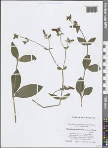 Silene dioica subsp. dioica, Восточная Европа, Северо-Западный район (E2) (Россия)