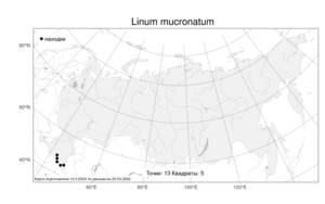 Linum mucronatum, Лен остроконечный Bertol., Атлас флоры России (FLORUS) (Россия)
