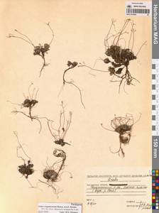 Крупка магаданская Berkut. & A.P.Khokhr., Сибирь, Чукотка и Камчатка (S7) (Россия)