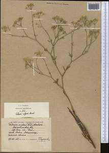 Резак обыкновенный Bernh., Средняя Азия и Казахстан, Прикаспийский Устюрт и Северное Приаралье (M8) (Казахстан)