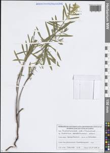 Молочай острый L., Восточная Европа, Белоруссия (E3a) (Белоруссия)