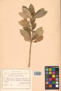 Скиммия промежуточная Komatsu, Сибирь, Дальний Восток (S6) (Россия)