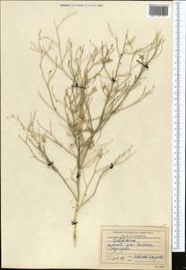 Живокость, Средняя Азия и Казахстан, Каракумы (M6) (Туркмения)