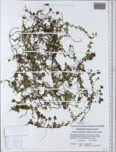 Thymus serpyllum subsp. tanaensis (Hyl.) Jalas, Восточная Европа, Северный район (E1) (Россия)